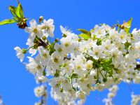the-beginning-of-spring-4195879_1280